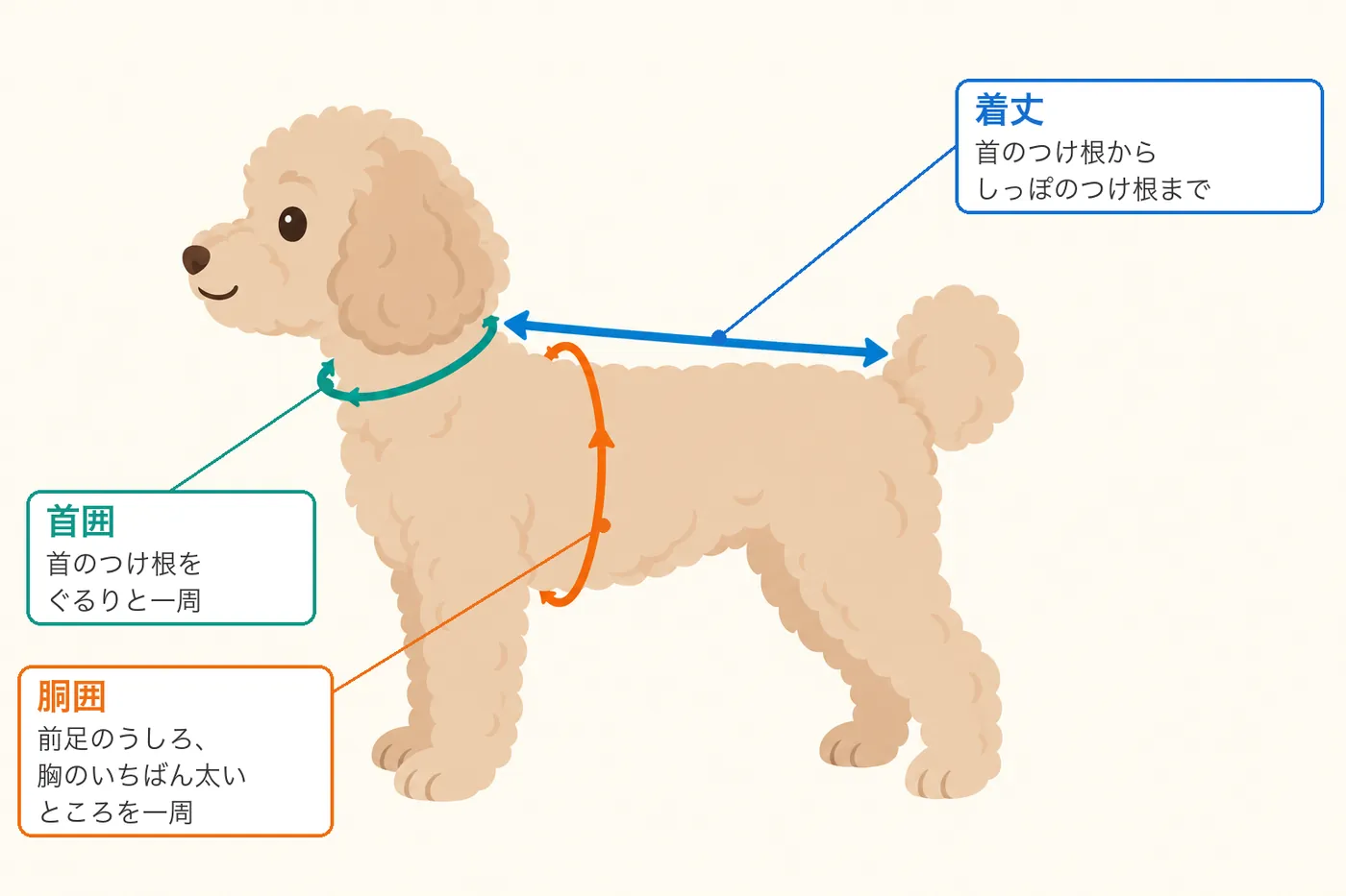 横向きに立つ犬のイラストに、首のつけ根を一周する首囲、前足のうしろの胸のいちばん太いところを一周する胴囲、首のつけ根からしっぽのつけ根までの着丈を、色分けした線と文字で示した図(イラストはAI生成)